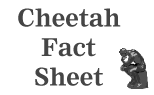 Cheetah Fact Sheet