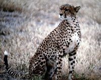 cheetah