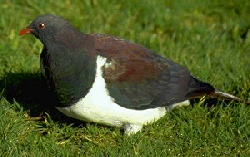 NZ Wood Pigeon