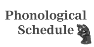 Phonological Schedule